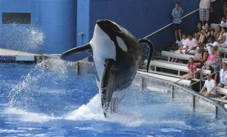 Killer Whale IMage