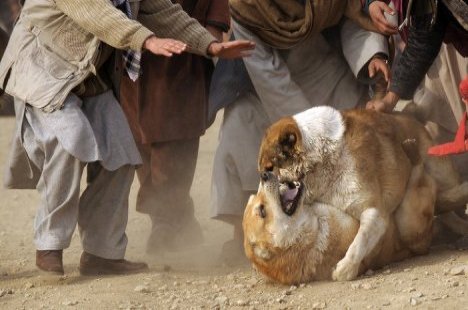 dog fight Afghanistan