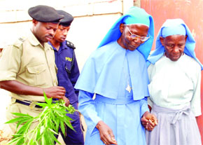 The two nuns being taken to the police station for questioning after a huge plantation of marijuana was found in the convents garden the nuns belonged to.