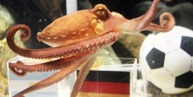 Paul the octopus picls spain