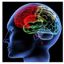 Alzheimer disease may begin at a young age / Health News Alzheimer disease may begin at a young age / Health News