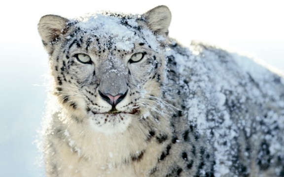 Snow Leopards can have a future in Afghanistan