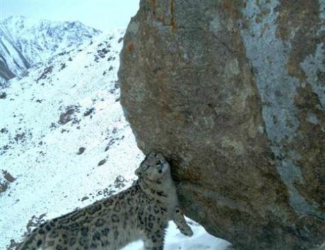 Snow Leopard