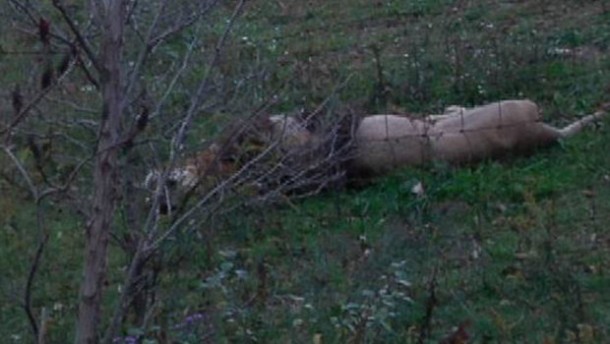 Schools out ! Lions and tigers roam freely in Ohio