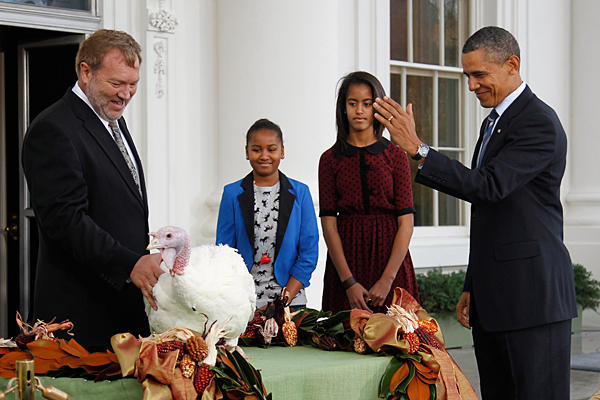 President Obama with the only losers of thanksgiving day: Turkeys : This turkey was pardoned by him