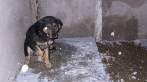 Turkish Mayor to give dogs in the horror shelter to animal activists