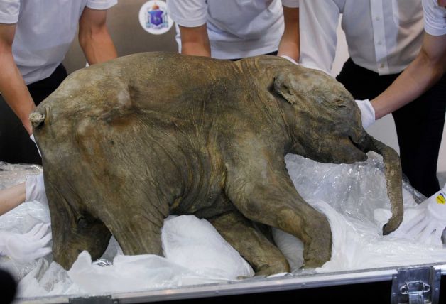 Lyuba the mammoth : What a scientific recovery and treasure her 42000 year old preserved body is !