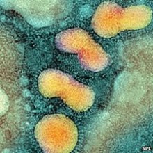 H5N1 bird flu virus mutation