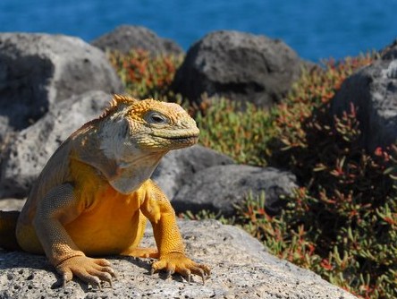 Galapagos Islands Iguanas faced extinction late in the 20th century