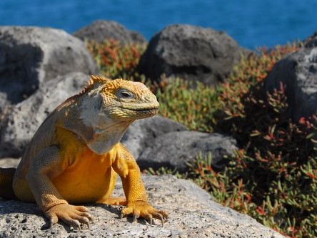 Galapagos Islands Iguanas faced extinction late in the 20th century Galapagos Islands Iguanas faced extinction late in the 20th century