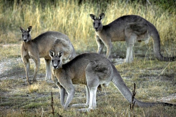 3 Kangaroos fashioned their escape withg aide from a fox and a boar from a German Willdlife Park 3 Kangaroos fashioned their escape withg aide from a fox and a boar from a German Willdlife Park