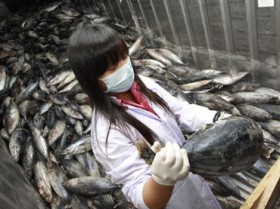 Record radiation level found in fish near damaged Fukushima Daiichi Nuclear Power Plant