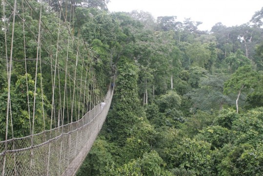 The canopy walk of the Kakum National Park