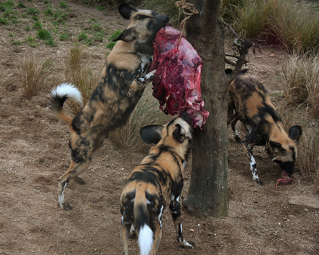 Horrible Zoo Accident : Child Mauled In African Wild (Painted) Dog Exhibit at Pittsburgh Zoo