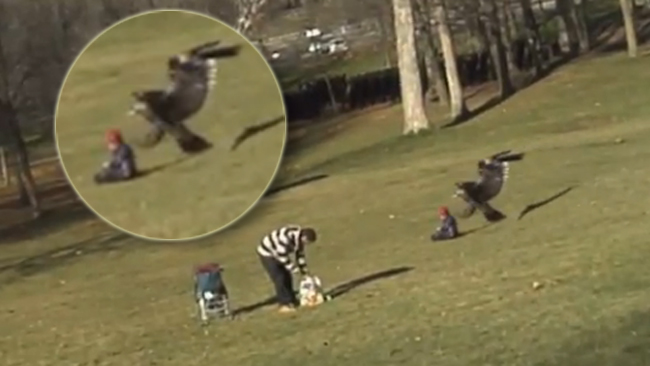 Eagle snatches toddler in a park in Montreal, Canada
