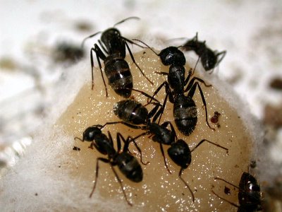 Ants have reportedly eaten eyes of infants in India.