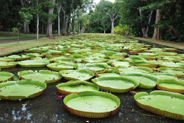 ssr botanical garden