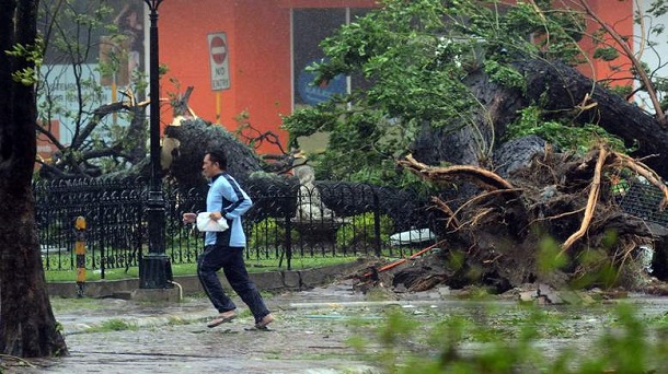 A resident runs past an uprooted tree amid strong winds in Cebu City. A resident runs past an uprooted tree amid strong winds in Cebu City.