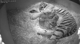 Happy Event:Sumatran Tiger Triplets at the London Zoo, Video / UK News item-thumbnail