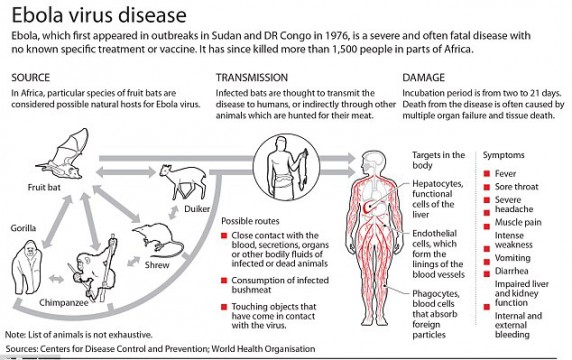 Ebola virus.