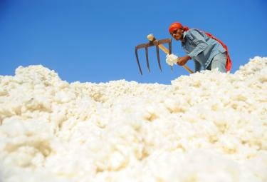 A worker sorts cotton at an industry in India. File Pic