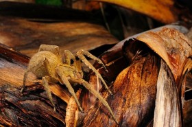 Shopping in London: Killer Spider in fruit Crate / UK News item-thumbnail