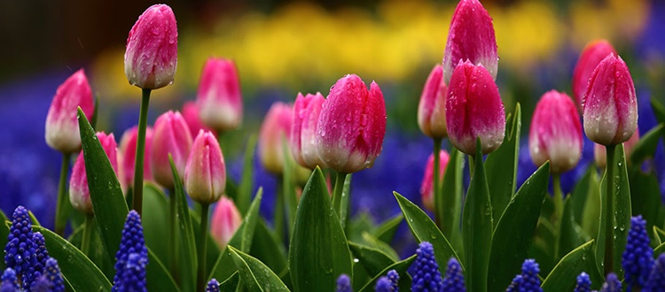 Turkey’s gift to the world: Tulips