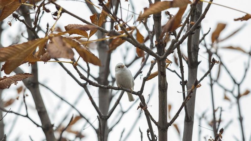 Rare white sparrow seen in Turkish capital item-thumbnail