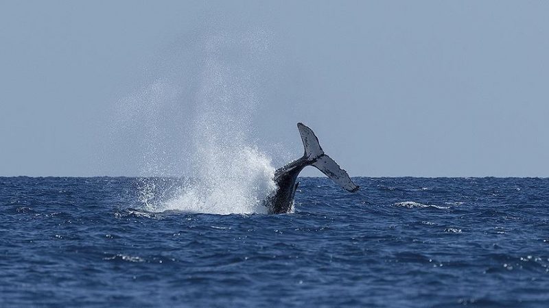 Under fire, Japan joins whalers Iceland and Norway item-thumbnail