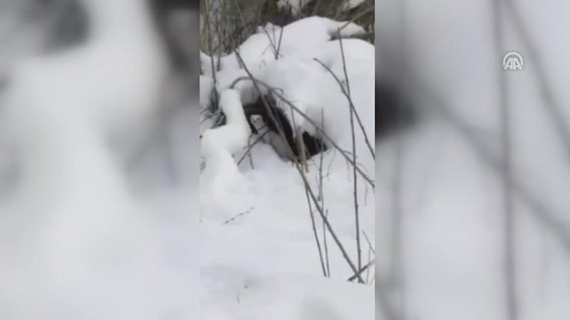 Rare white-coated weasel spotted in eastern Turkey item-thumbnail