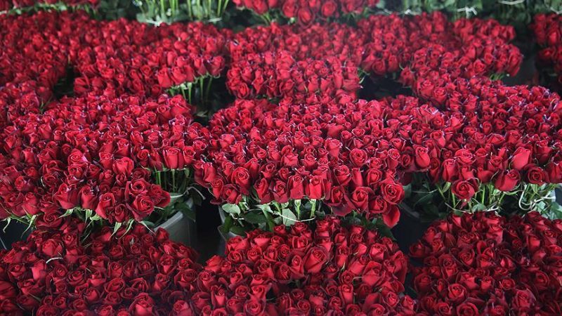 Valentine’s blossoms worth $475M sold in Turkey yearly item-thumbnail