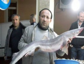 bartin irmak kopek baligi
