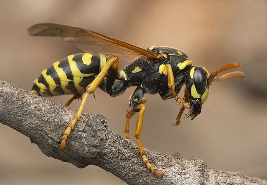 Arı sokması tedavisini bilmek hayat kurtarabilir