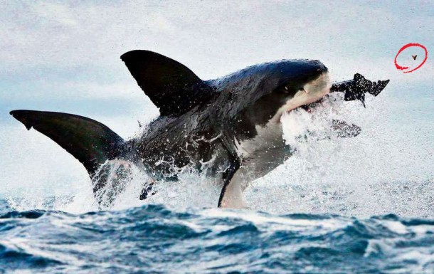 Katil balina avı olan foku kapmak için sudan fırladı, bu hamle onun dişine fokun ise canına mal oldu !