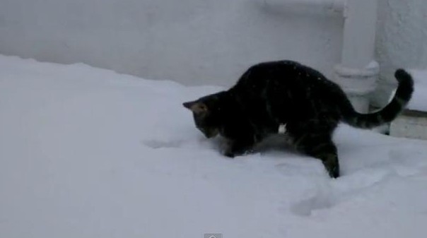 Karla tanışan kedi