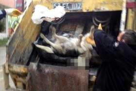 Sinop'ta köpek katliamı