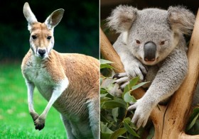 Kanguru _Koala