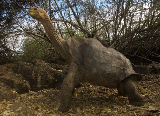 The giant tortoise Lonesome George, last survivor of his Galapagos Islands subspecies