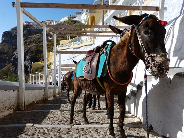 Santorini, Mikonos ve Paros adalarının vazgeçilmez ulaşım aracı eşşekler Santorini, Mikonos ve Paros adalarının vazgeçilmez ulaşım aracı eşşekler