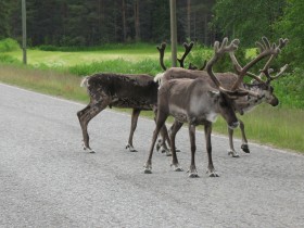 finlandiya-ren-geyikleri