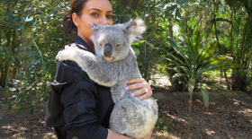 Kim_Kardashian_Koala