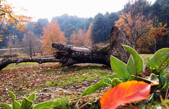 Kaz Dağları'nda sonbahar güzelliği 2 Kaz Dağları