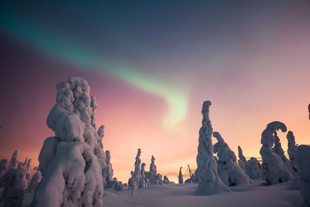 lapland orman