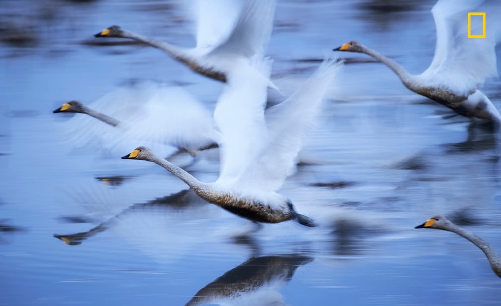 National Geographic yilin fotograflari