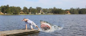 shark swimmer dragged keen crews