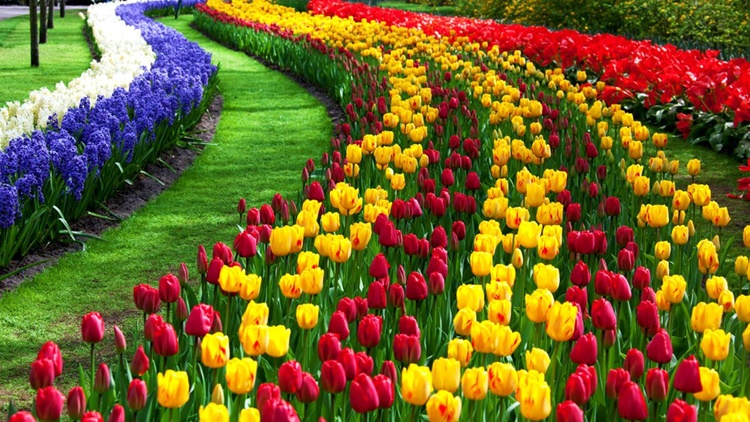 Turkey’s gift to the world: Tulips