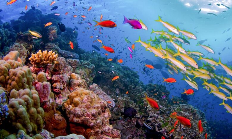 Great Barrier Reef - UNESCO
