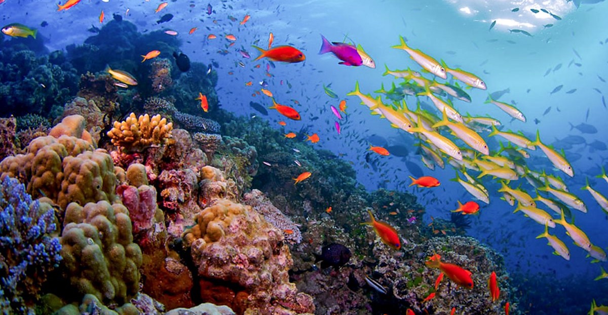 Great Barrier Reef - UNESCO