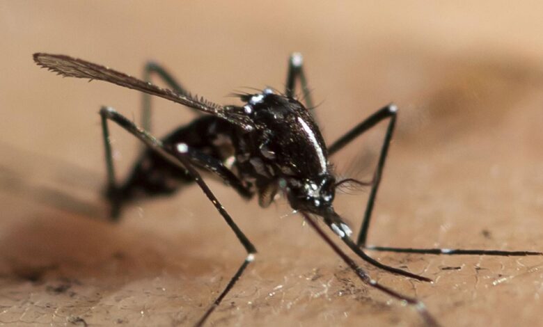 Asian tiger mosquito