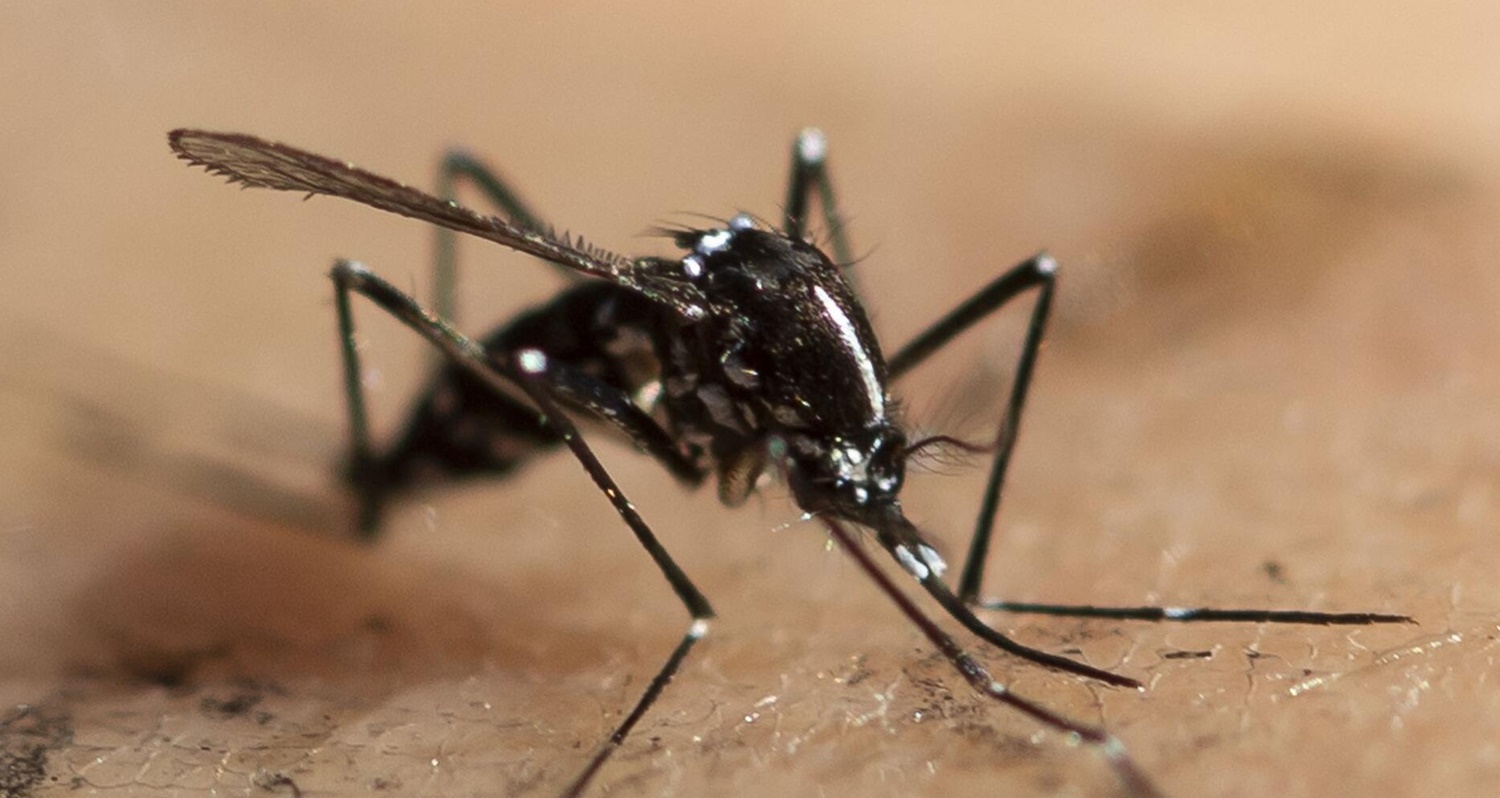 Asian tiger mosquito